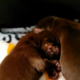 Doberman Pinscher and Pomeranian Puppies from Legendary Kennels