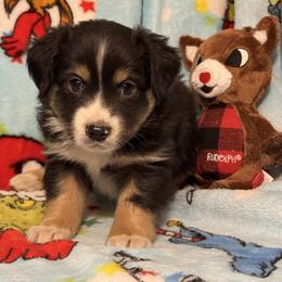 Comet - Black tri male Miniature Australian Shepherd puppy in Corbin, Kentucky from Lightning K Kanine’s
