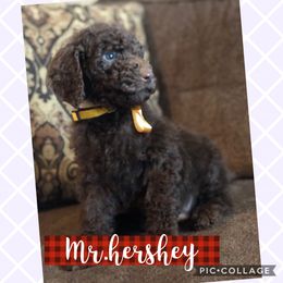 Aussiedoodle, Bernedoodle, and Poodle Puppies from Megan’s Spoiled Standards