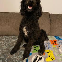 Chloe - Poodle
