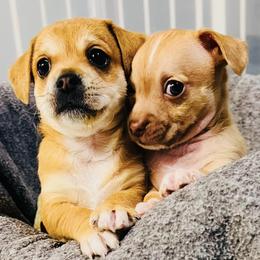 Chihuahuas from Lindsay's Charming Chi Love
