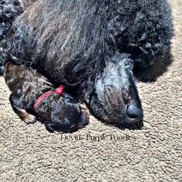Boy 2 - Sable male Poodle puppy in Fort Calhoun, Nebraska from Devin’s Purple Poodles