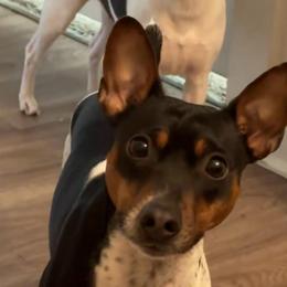 Lenny - Rat Terrier