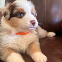 Austin - Red merle male Australian Shepherd puppy in Creston, California from Copper Sky Aussies of the Cental Coast
