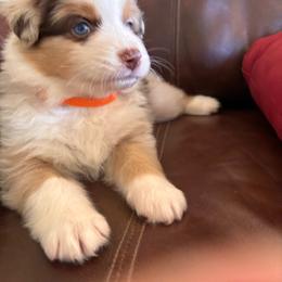 Austin - Red merle male Australian Shepherd puppy in Creston, California from Copper Sky Aussies of the Cental Coast