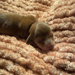Dachshund Puppies from Miniature Alphas Dachshunds