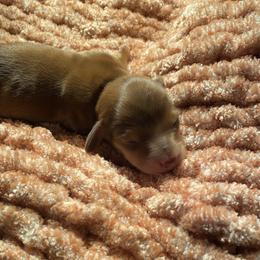 Dachshund Puppies from Miniature Alphas Dachshunds
