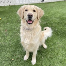 Bailey - Golden Retriever