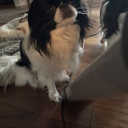 Max - Black and white male Japanese Chin puppy in New York, New York from Cherishing Chins