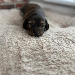 MJ - Brindle female Dachshund puppy in Edmond, Oklahoma from Mini Browne Dachshunds