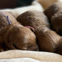 Girl 1 Selection - Red  female Goldendoodle puppy in Pleasant Hill, Iowa from Harvest Creek