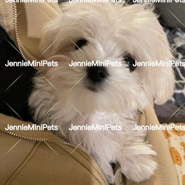 Maltese Puppies from JennieMiniPets