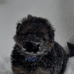 Boy 1 - Black and red male German Shepherd puppy in Watervliet, Michigan from Von Kingsburg Shepherds