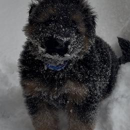 Boy 1 - Black and red male German Shepherd puppy in Watervliet, Michigan from Von Kingsburg Shepherds