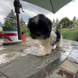Girl 2 - Shih Tzu puppy from "Shihtzu Best Friend"