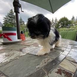 Girl 2 - Shih Tzu puppy from "Shihtzu Best Friend"