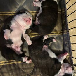 Australian Shepherd and Boston Terrier Puppies from PrimaShowDogs