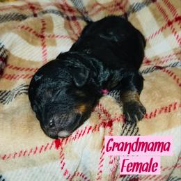 Grandmama - Tri-color female Bernedoodle puppy in Beecher, Illinois from Erica’s Doodles