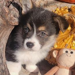 Pink camo bandana girl - Black and tan female Pembroke Welsh Corgi puppy in Cherokee, Oklahoma from MCS Farms-OK