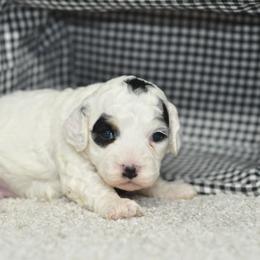 Juliette - Black white and tan female Cockapoo puppy in Moulton, Iowa from Shondel Puppy Paws