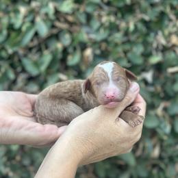 Girl 4 - female Poodle puppy in Modesto, California from Dry Creek Poodles