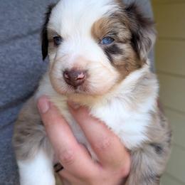 Boy 1 - male Australian Shepherd puppy in Acworth, Georgia from Aussomely Yours, Australian Shepherds