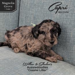 Capri - Mint Collar - Blue merle female Aussiedoodle puppy in Oxford, Alabama from Magnolia Grove Doodles