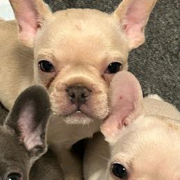 Luke - Cream male French Bulldog puppy in Denton, Maryland from Little Lions the Shih Tzu Kingdom