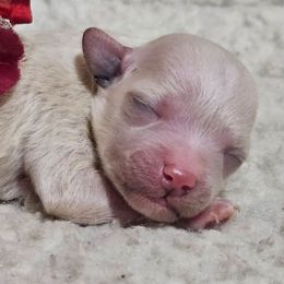 Jitterbug - Cream female Maltipoo puppy in Arkansas from Brew House