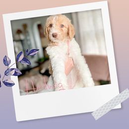 Double Doodle and Labradoodle Puppies from Magnolia & Finn Doodles