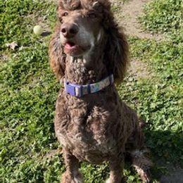 Labradoodles and Poodles from Lucky Stars Ranch