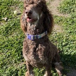 Labradoodles and Poodles from Lucky Stars Ranch