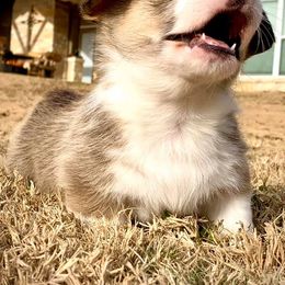 Pembroke Welsh Corgi Puppies from Diamond G Corgis