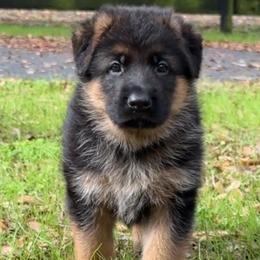 Red collar male - Black and red male German Shepherd puppy in Micanopy, Florida from Von Bourbon Shepherds