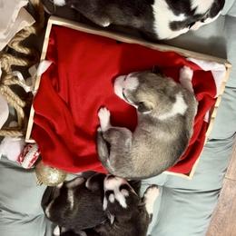 Echo - Black tan and white male Siberian Husky puppy in Atlanta, Georgia from Lobban Huskies