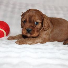 Boy 2 - Ruby male Cavalier King Charles Spaniel puppy in Fredericksburg, Ohio from Timshell Farm Specialty Crossbreed Puppies