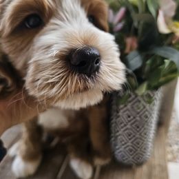 Prince Charming - Red  male Goldendoodle puppy in Mesa, Arizona from AZ Cuddle Doodle Kisses