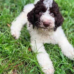 Cedar - Parti male Goldendoodle puppy in Macclenny, Florida from Baker County Goldendoodles