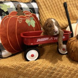 Goldendoodle Puppies from Labradoodleday