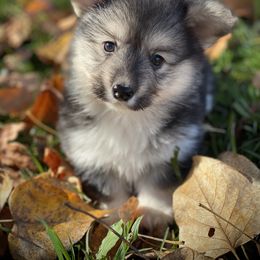 Drac (Fluffy) - Black and tan male Pembroke Welsh Corgi puppy in Woodland, Washington from MB Acres Corgis