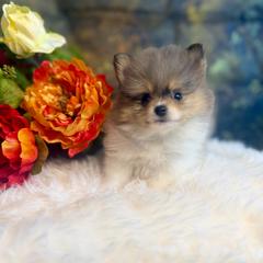 Aurelius - Blue merle male Pomeranian puppy in California from T & D Dream Poms