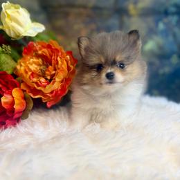 Aurelius - Blue merle male Pomeranian puppy in California from T & D Dream Poms