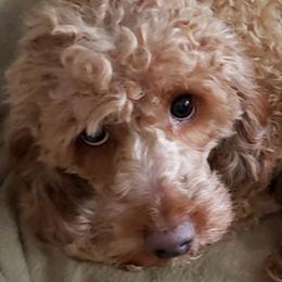 Reba - Goldendoodle