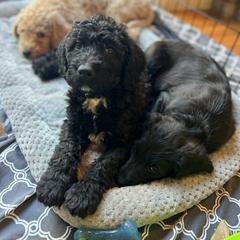 Double Doodle Puppies from Dog Paw Doodles