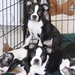 Boston Terriers from Mama’s AKC Boston Terriers