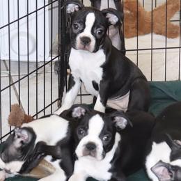 Boston Terriers from Mama’s AKC Boston Terriers
