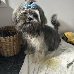 Diesel - Sable male Shih Tzu puppy in Trinity, North Carolina from Trinity Shih Tzu