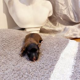 Tiberius Caesar - Black and tan male Yorkipoo puppy in Jersey City, New Jersey from Tuts Pups Cafe