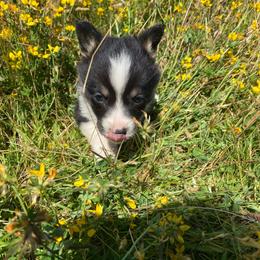 Boy 3 - Black and tan male Pembroke Welsh Corgi puppy in Aberdeen, Washington from Coastal country Farms