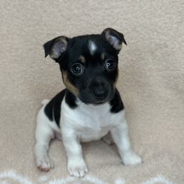 Petunia - White and black female Teddy Roosevelt Terrier puppy in Little Elm, Texas from Stone's Teddy Roosevelt Terrier's & French Bulldogs
